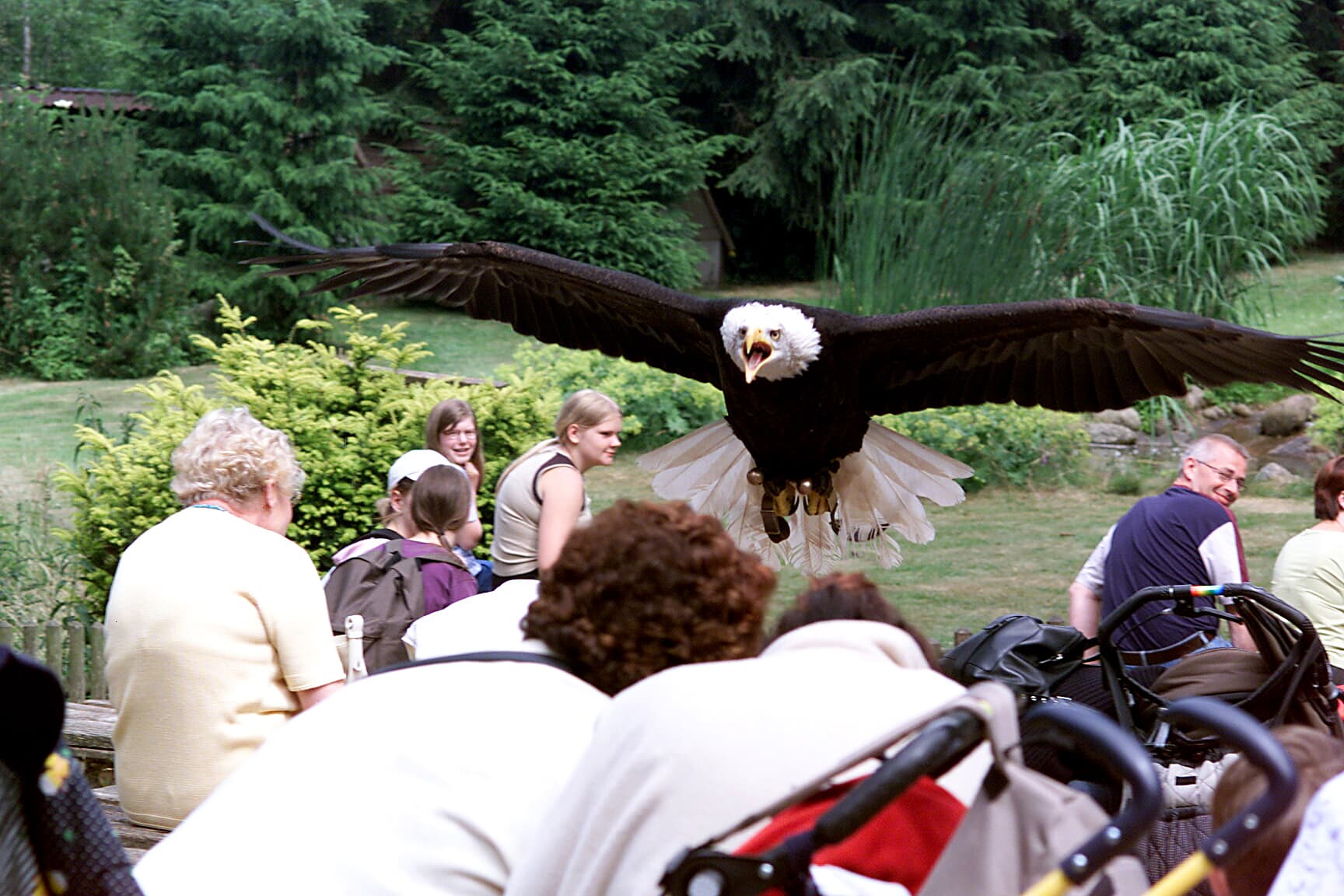 Tägliche Greifvogel Show im Wildpark Lüneburger Heide