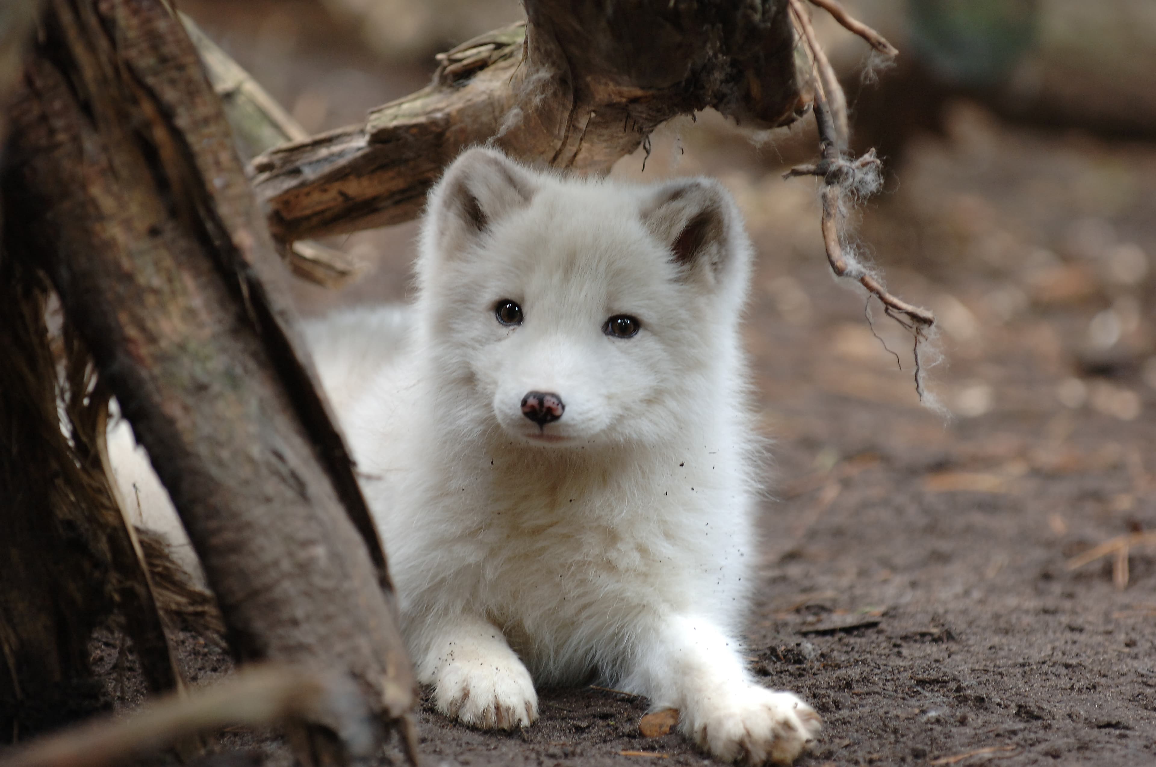 Wildpark Lüneburger Heide beherbergt Polarfüchse