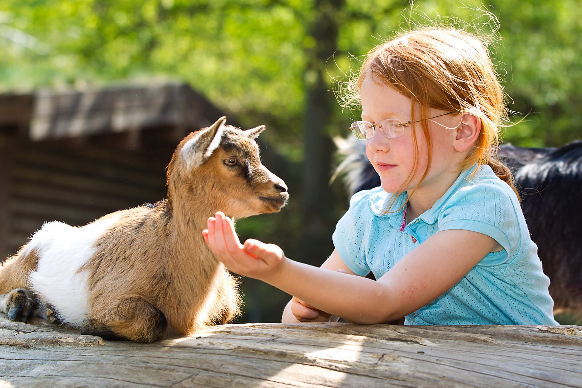 Der Streichelzoo für die Kinder im Tierpark