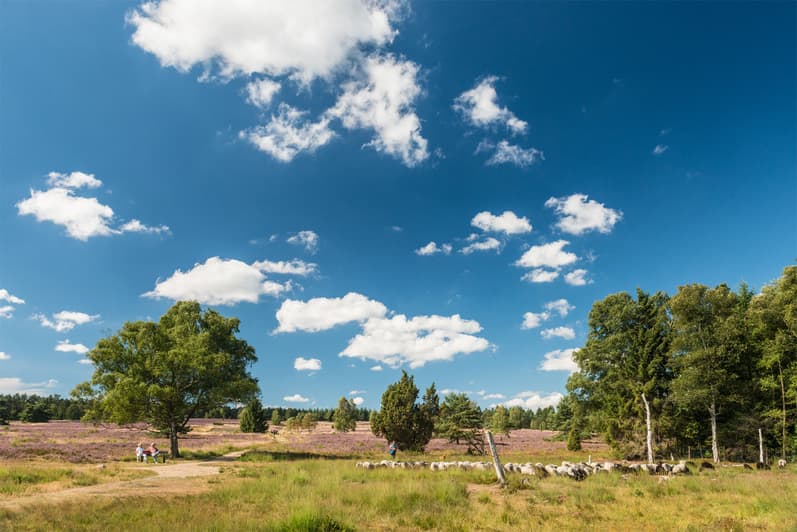 Handeloh: Café im Schafstall