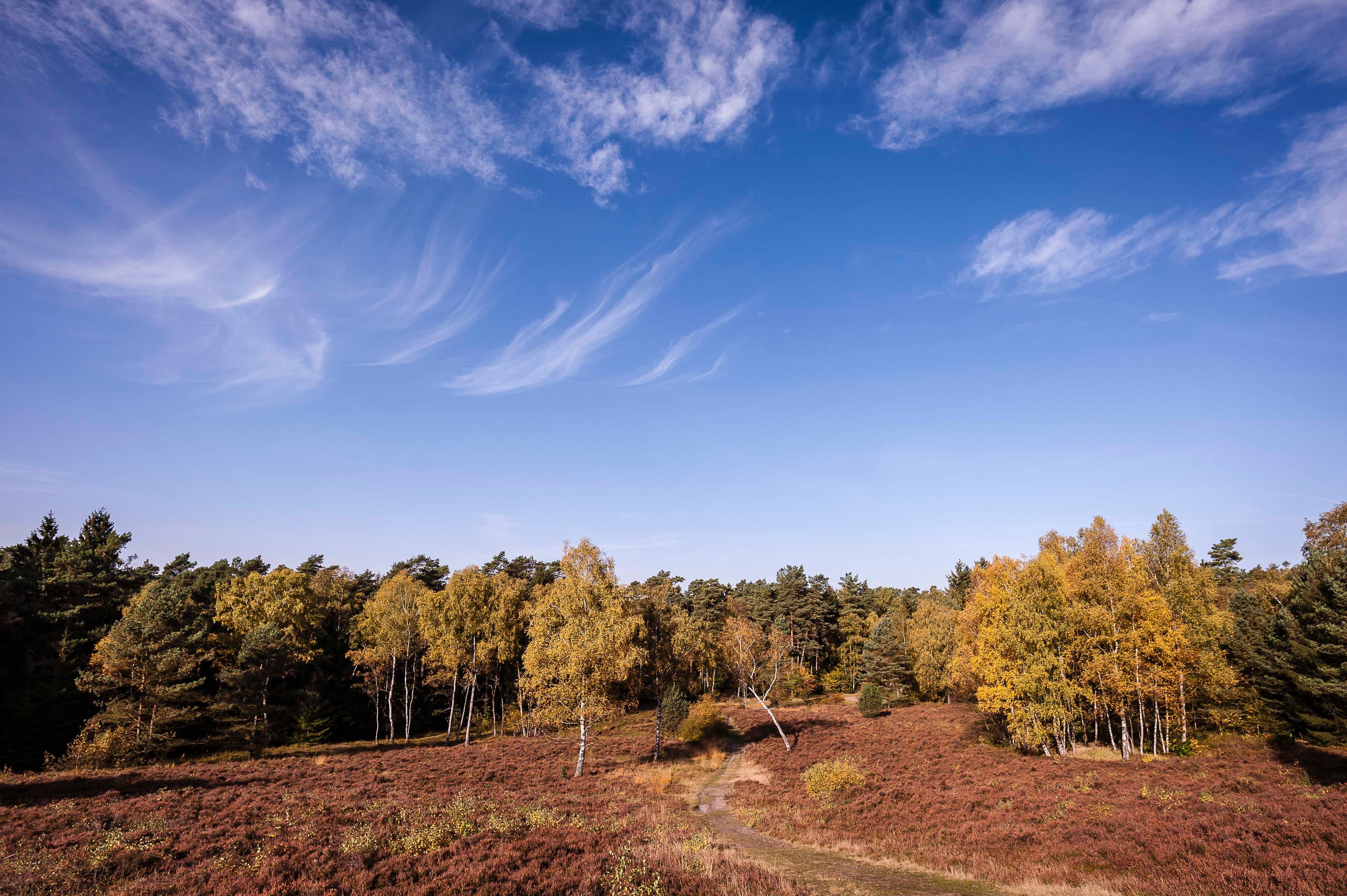 Heidschnuckenweg in der Lüneburger Heide