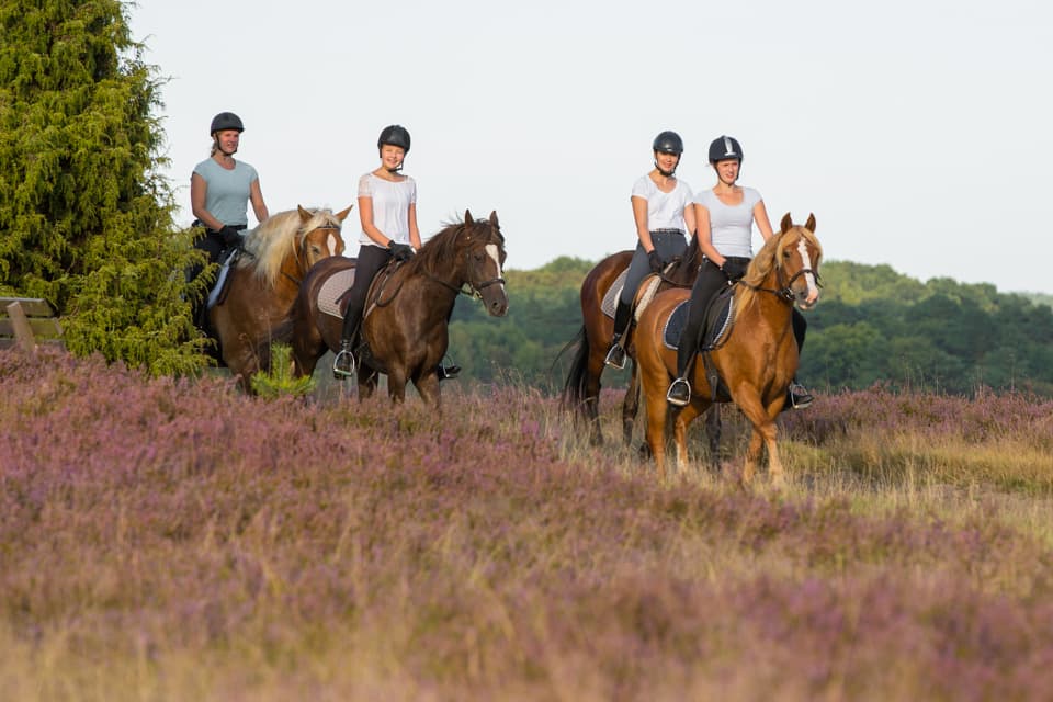 Heideritt des Reiter- und Ferienhof Cohrs in Bispingen