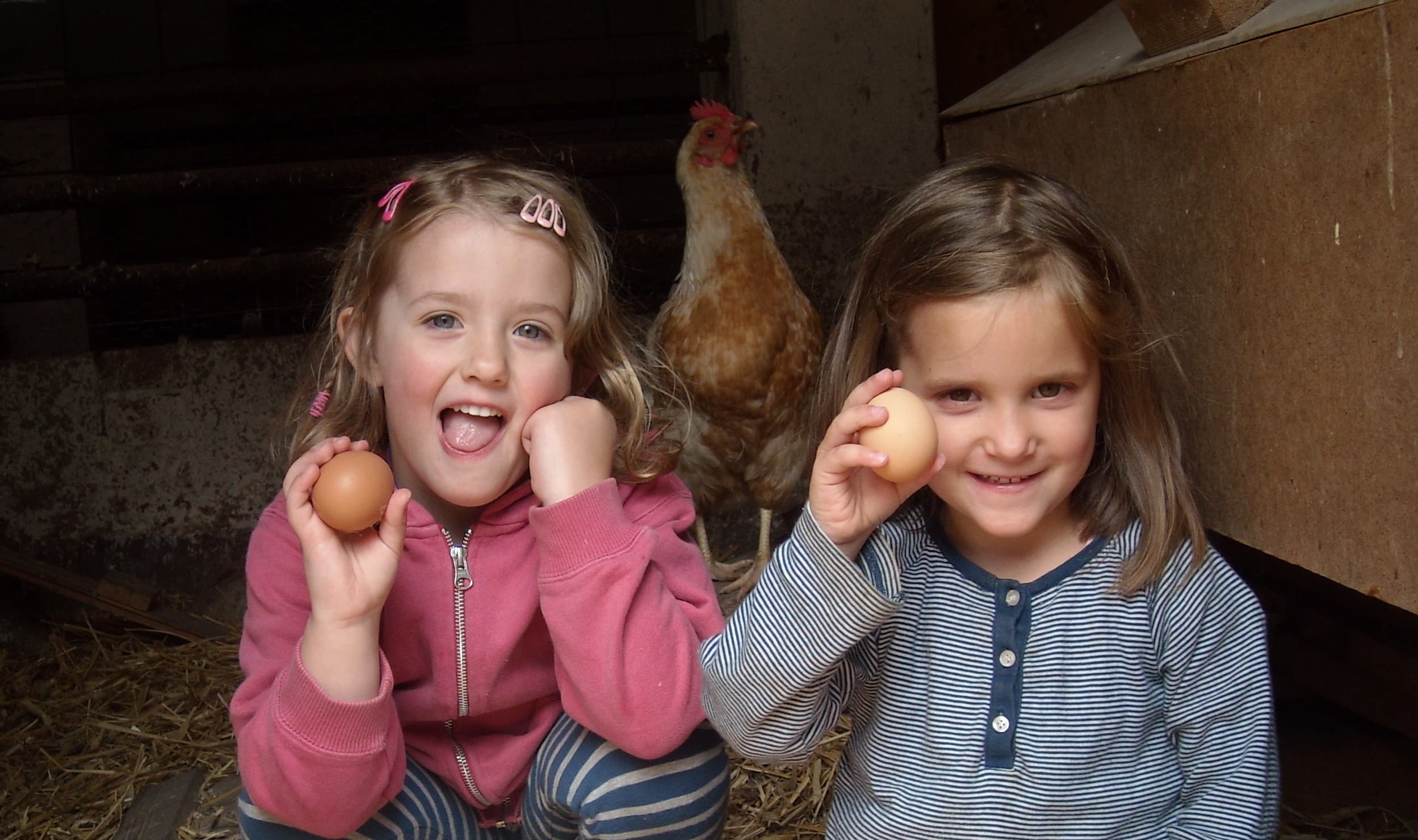 Kinder bei den Hühnern auf dem Reiter- und Ferienhof Cohrs in Bispingen