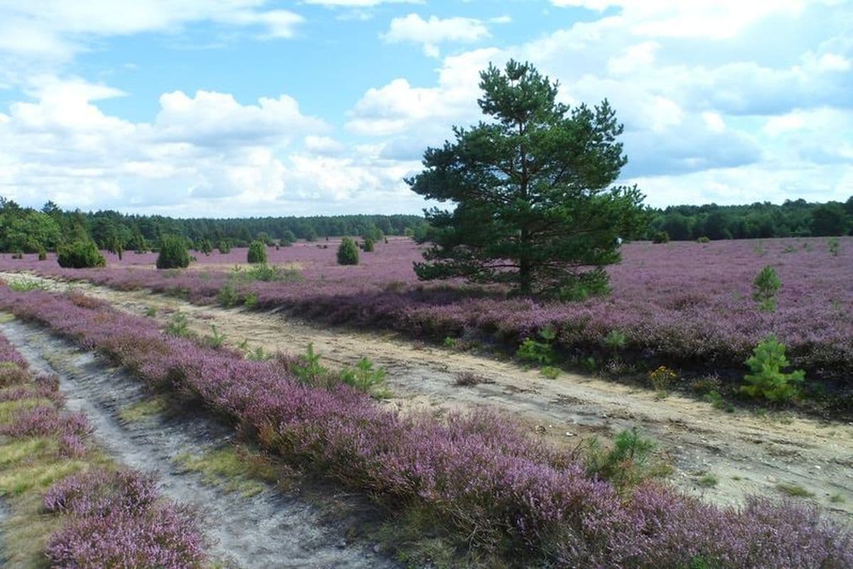 Ferienwohnung Garmatter, Hermannsburg, Naturpark Südheide