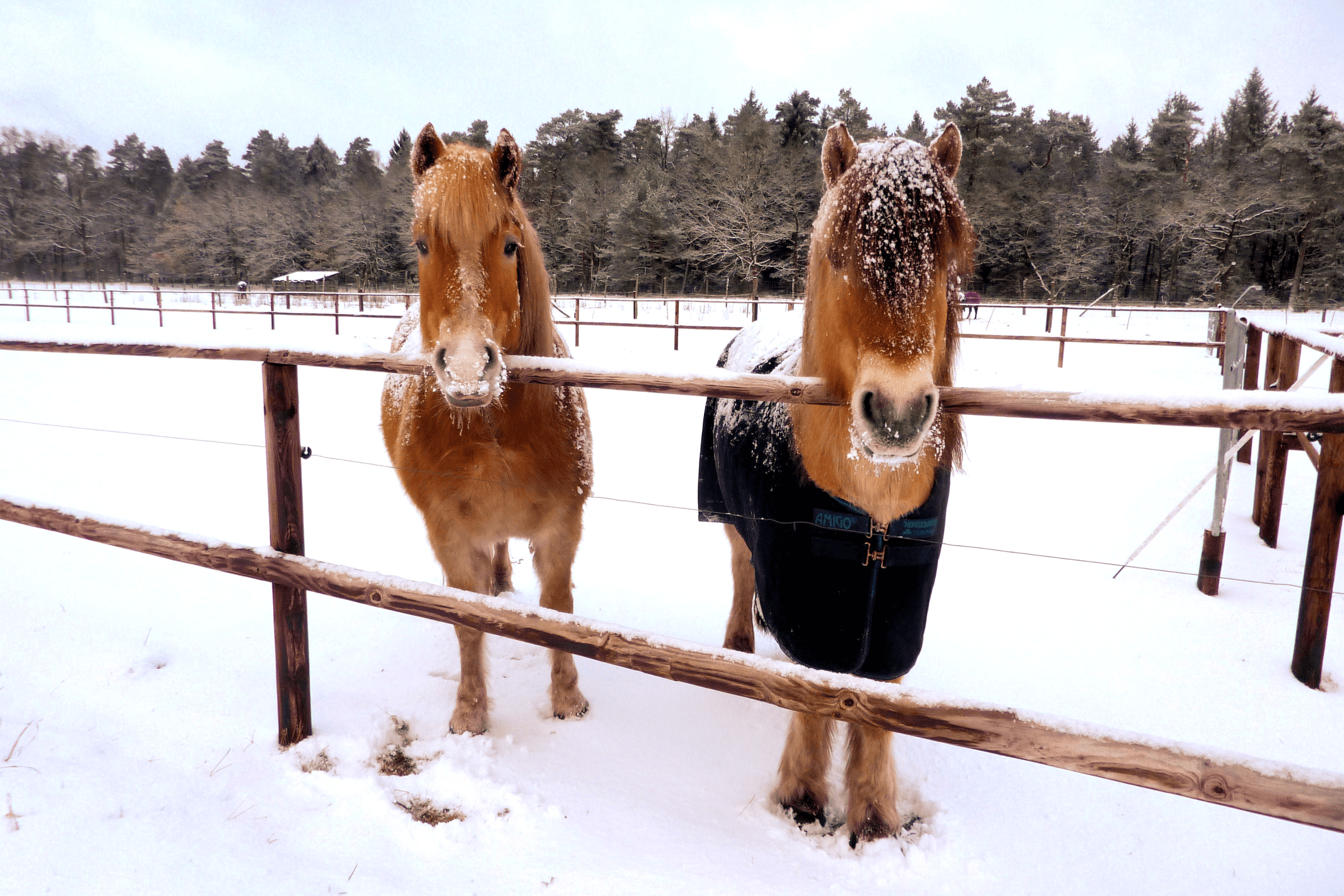 Mona & Lobo auf dem Schröderhof Unterlüß