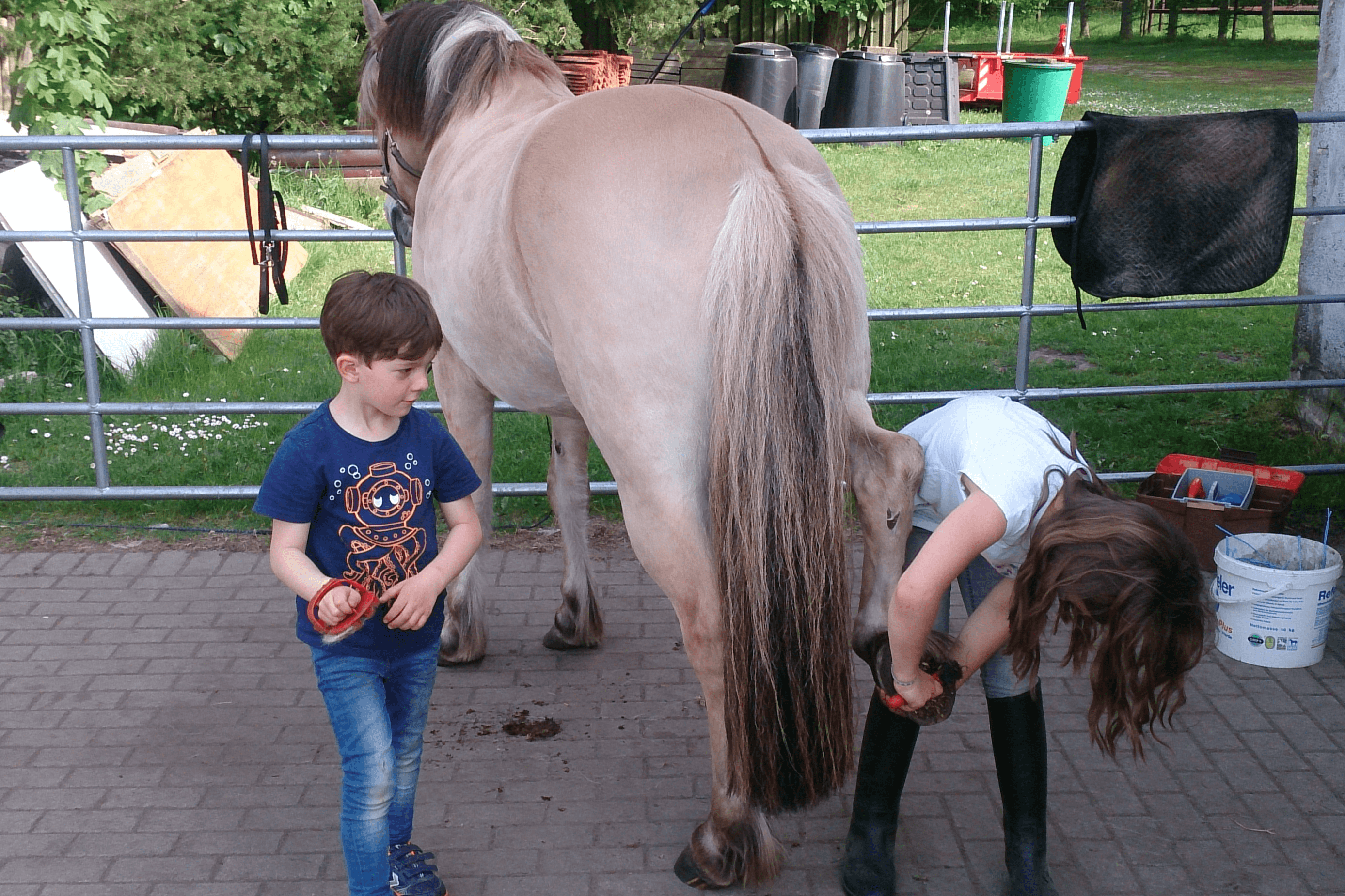Pferde auf dem Schröderhof Unterlüß