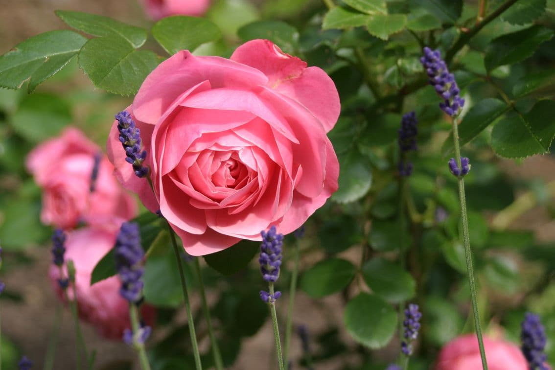 Ferienwohnung Am Hasenberg