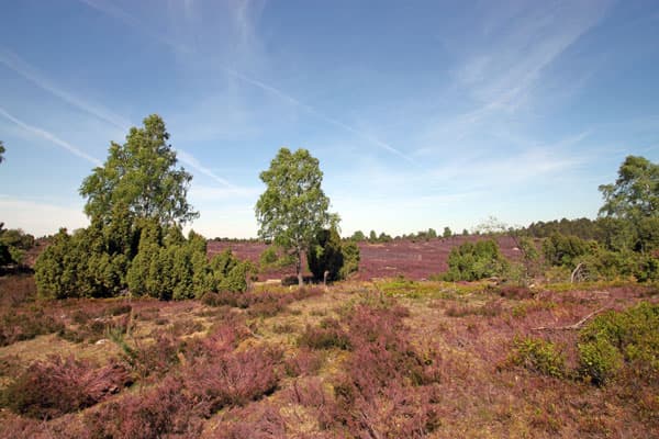 Wilseder Berg lueneburger heide