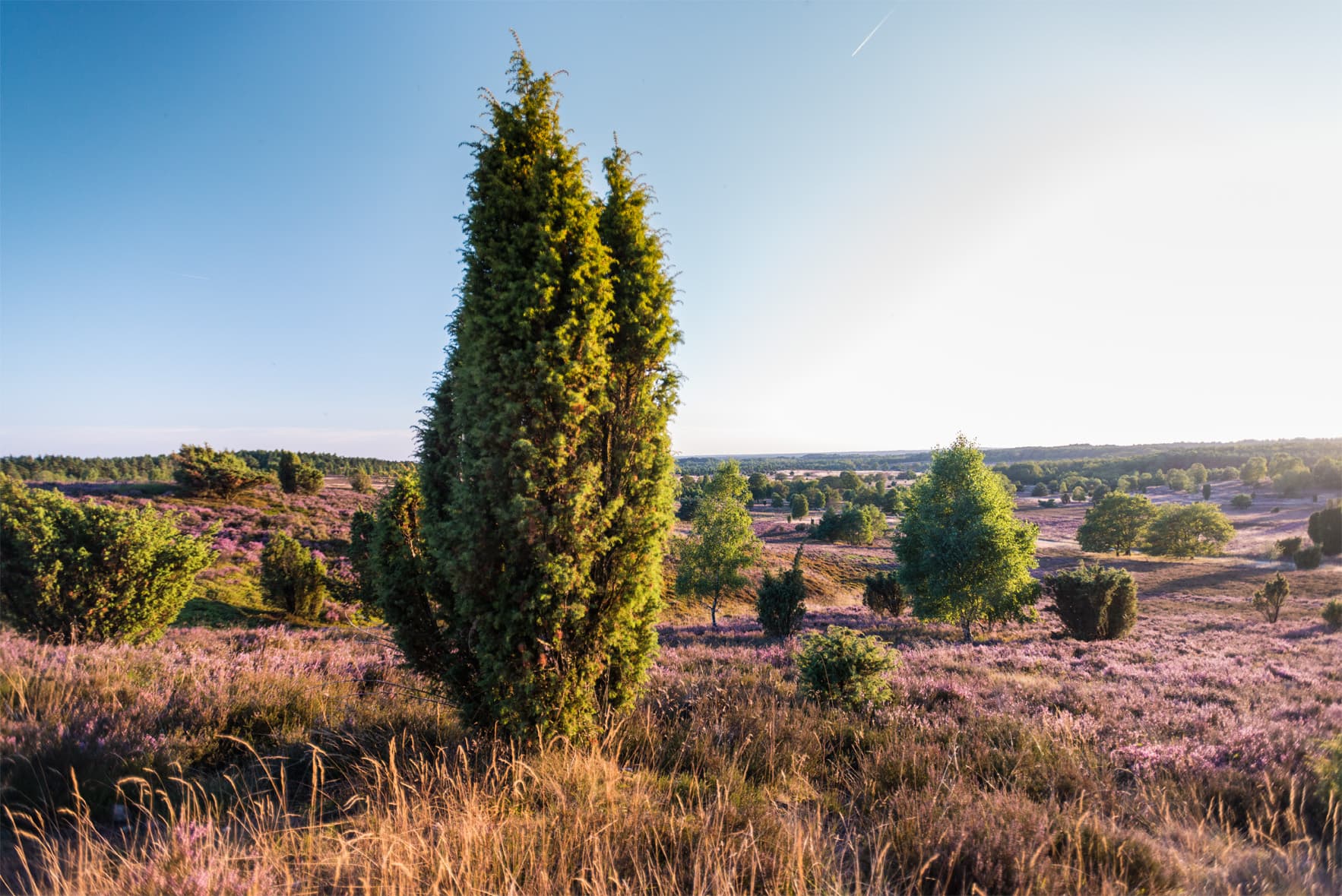 Blick vom Wilseder Berg am Wanderweg Heidschnuckenweg