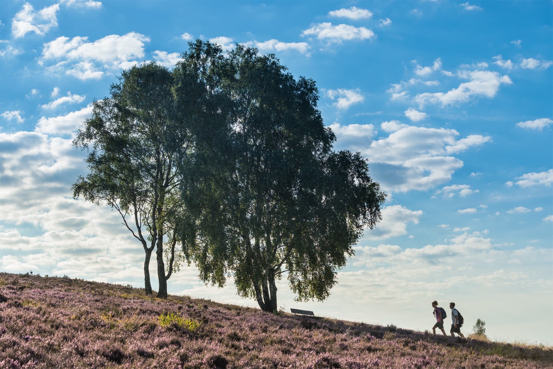 Weg zum Brunsberg Sprötze Heideblüte