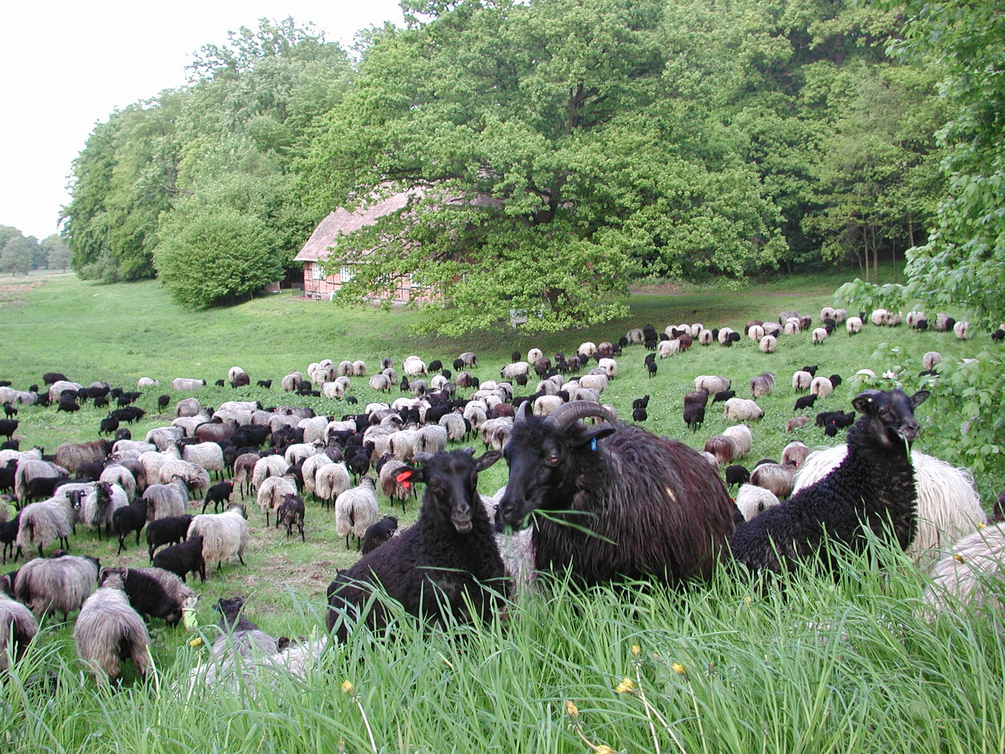 Heidschnucken der Stiftung Naturschutzpark bei der Grünlandpflege in Wilsede - dem Herzen des Naturschutzgebietes Lüneburger Heide...