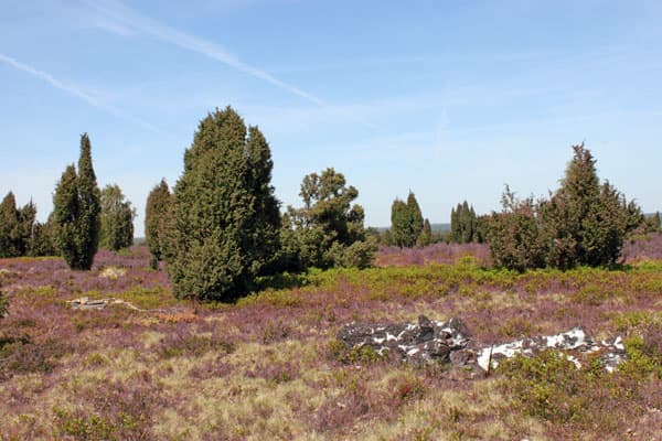 Wilseder Berg lueneburger heide