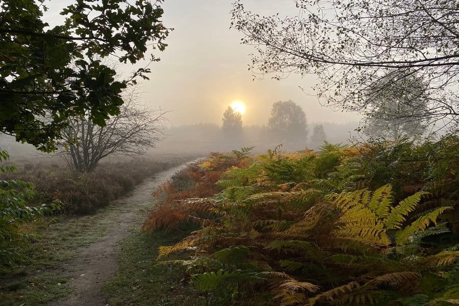 Herbstmorgen am Angelbeckteich bei HermannsburgAutumn morning at the fishing pond near HermannsburgEfterårsmorgen ved fiskedammen nær HermannsburgHerfstochtend bij de visvijver bij Hermannsburg