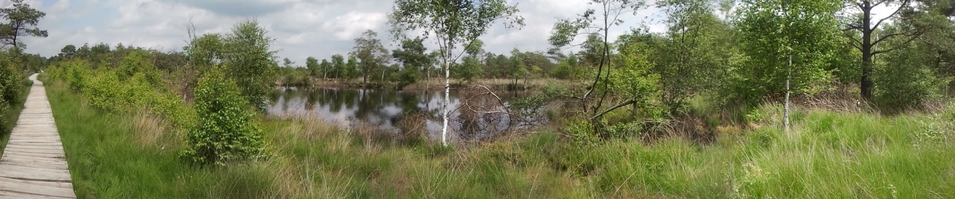 Schneverdingen Moor Stege