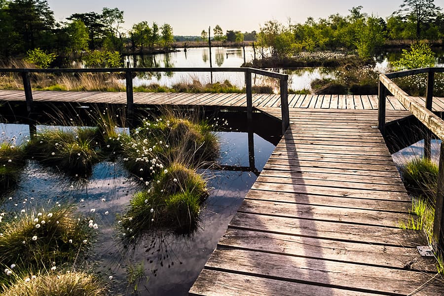 Das Pietzmoor ist während der Wollgrasblüte sehr gefragt