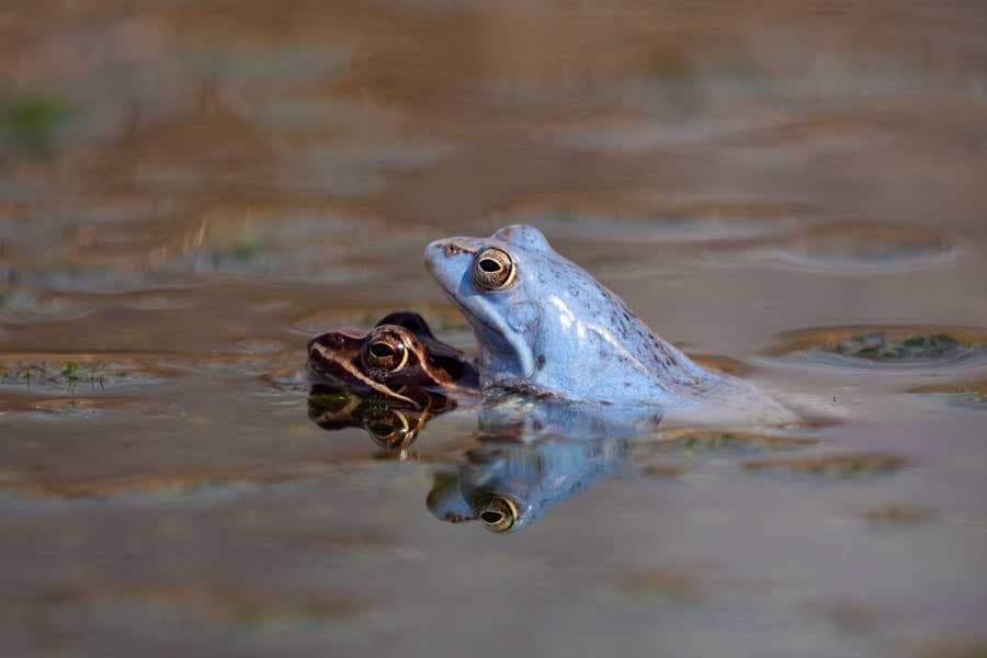 blaue Moor Frösche Lüneburger Heide Pietzmoor im Frühling zur Paarungszeit