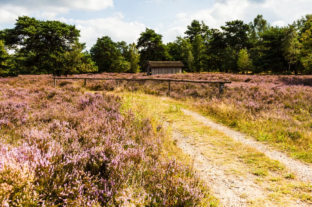 Sommer in der Lüneburger Heide