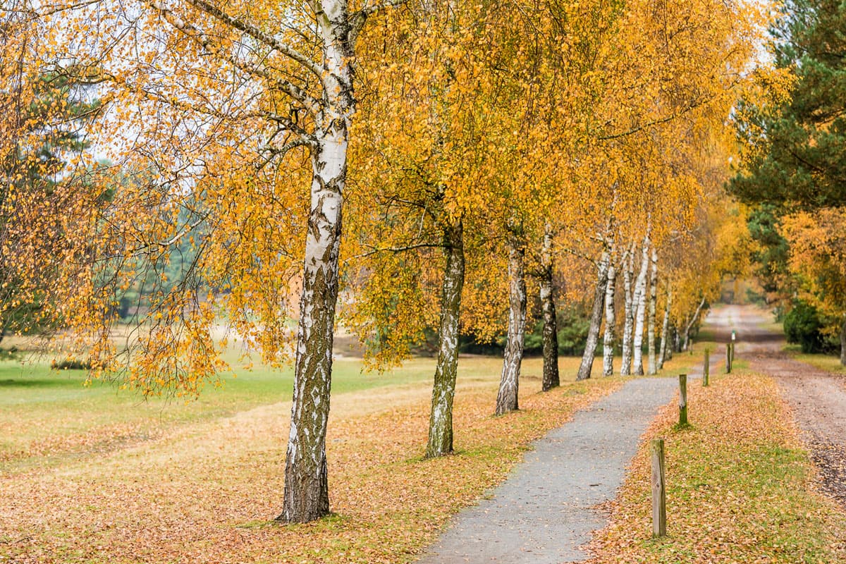 Herbst Urlaub in Deutschland Lüneburger Heide Blätter