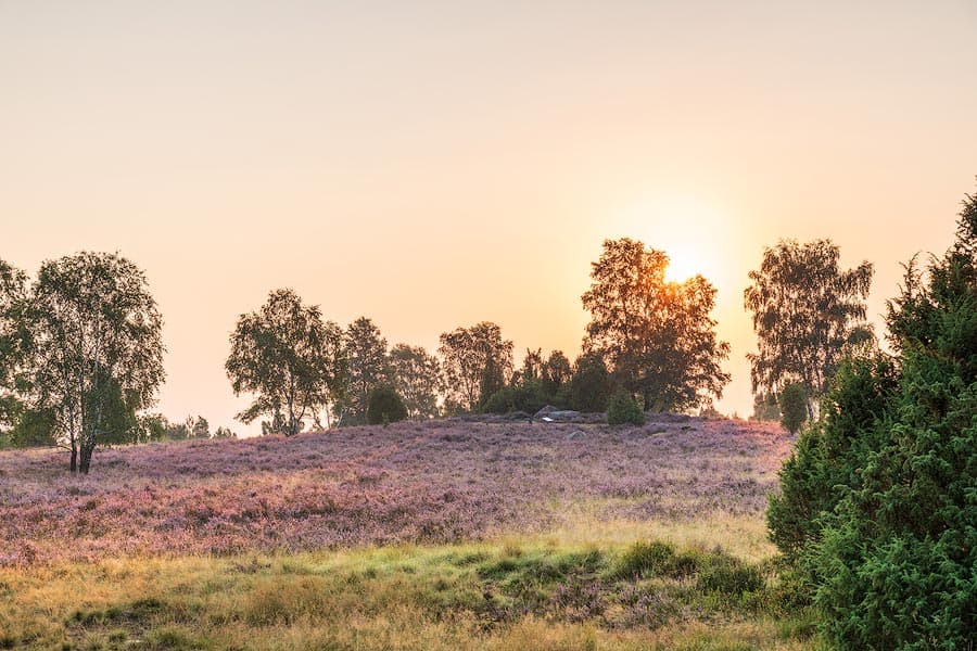 Hannibals Grab bei Wilsede im Sonnenaufgang zur Heidebluete in der Lueneburger Heide