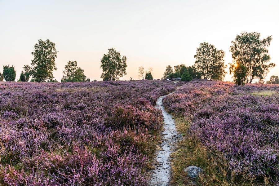 Hannibals Grab bei Wilsede im Sonnenaufgang zur Heidebluete in der Lueneburger Heide