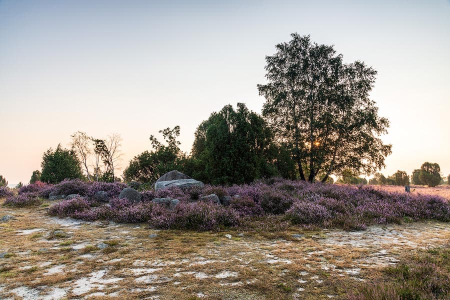 Hannibals Grab bei Wilsede im Sonnenaufgang zur Heidebluete in der Lueneburger Heide