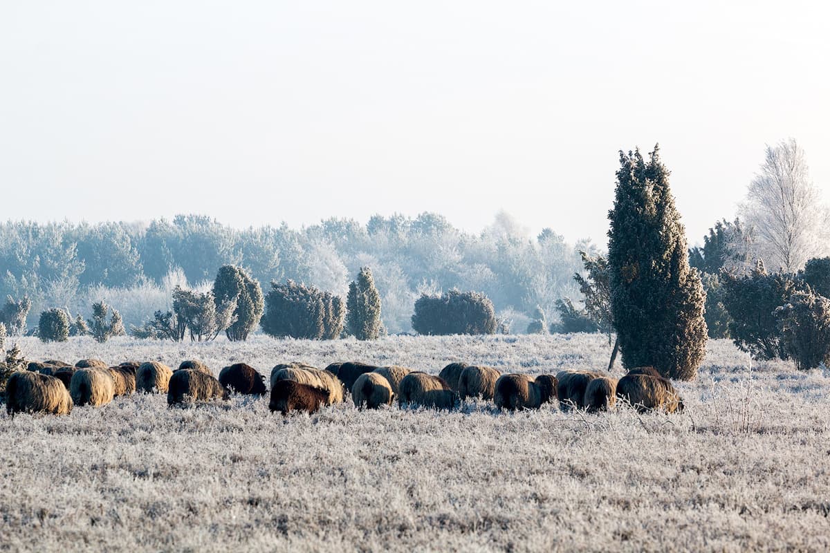 Heidschnucken in der Teufelsheide in der südlichen Lüneburger Heide im Winter