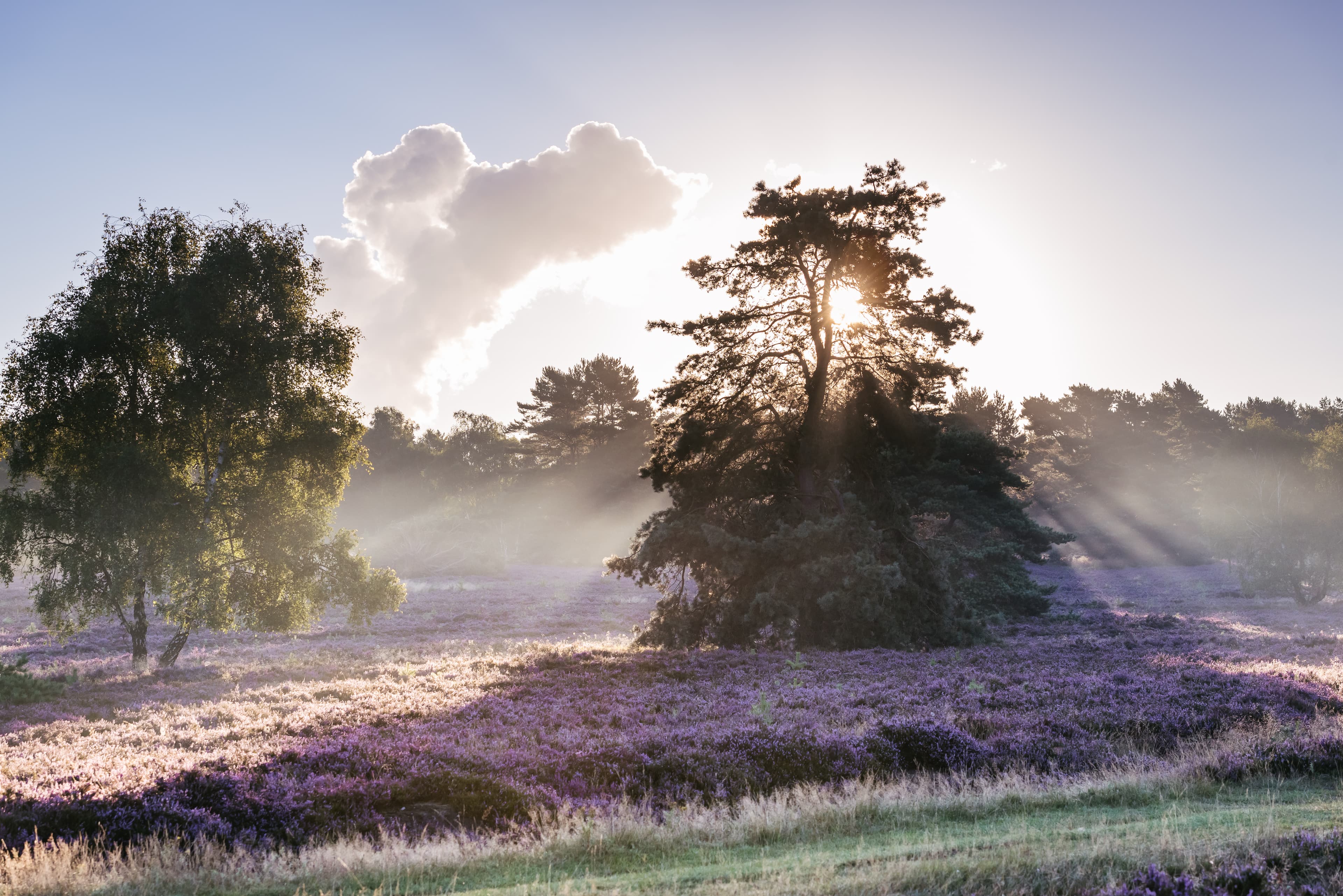 Sommerurlaub Lüneburger Heide Nordheide
