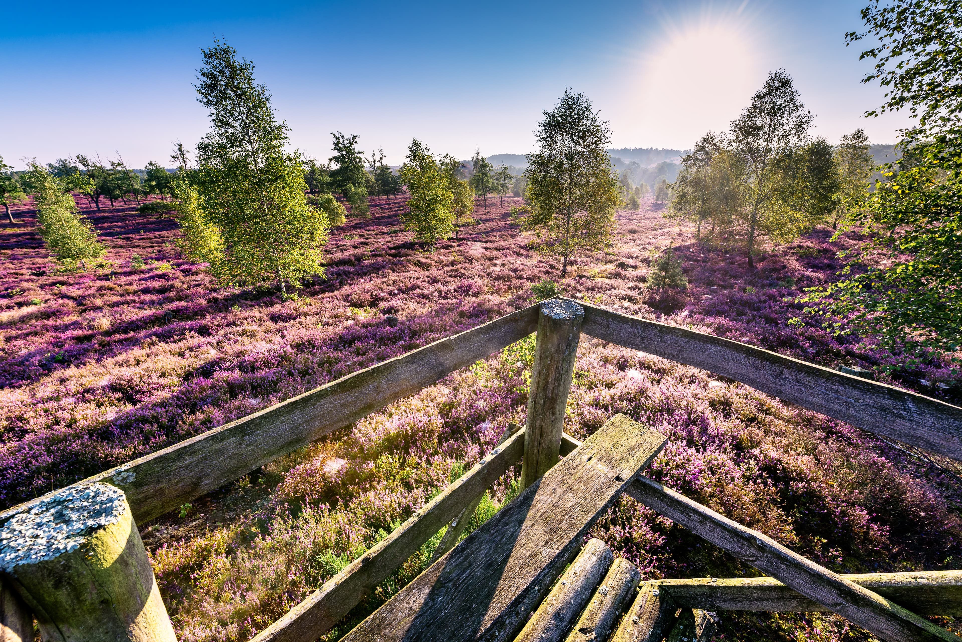 Sommerurlaub Lüneburger Heide, Wilseder Berg Wanderweg Heidschnuckenweg