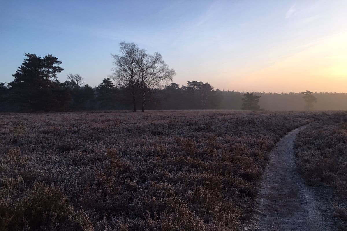 Wietzer Berg bei Müden (Örtze)