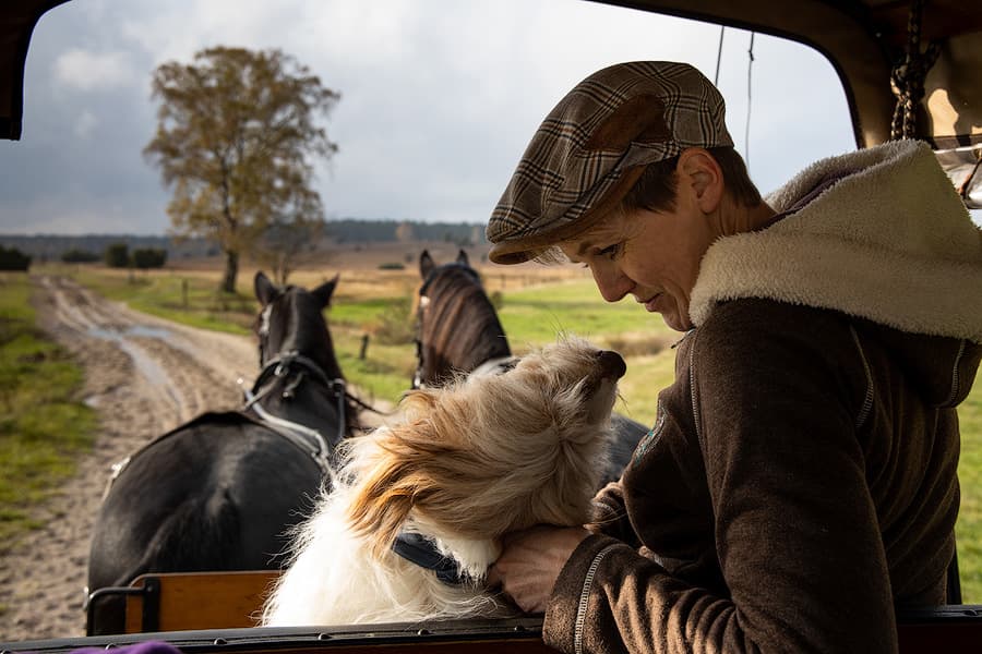 Das Kutschpferd Fred