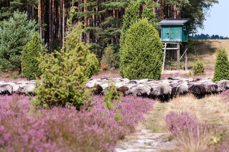 Heidschnuckenweg wandern Oberoher Heide Heidschnuckenherde