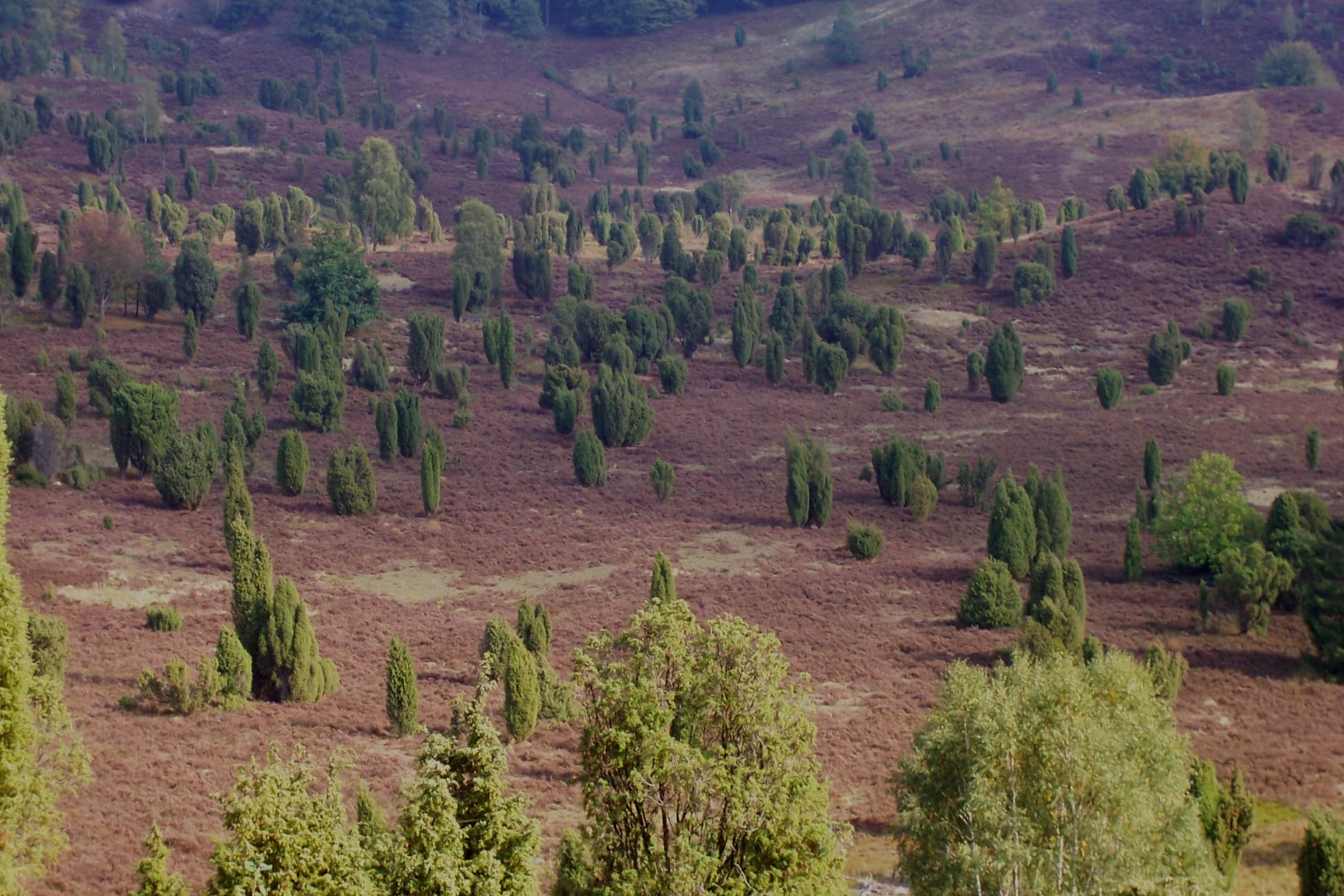 Der totengrund in der lüneburger heide