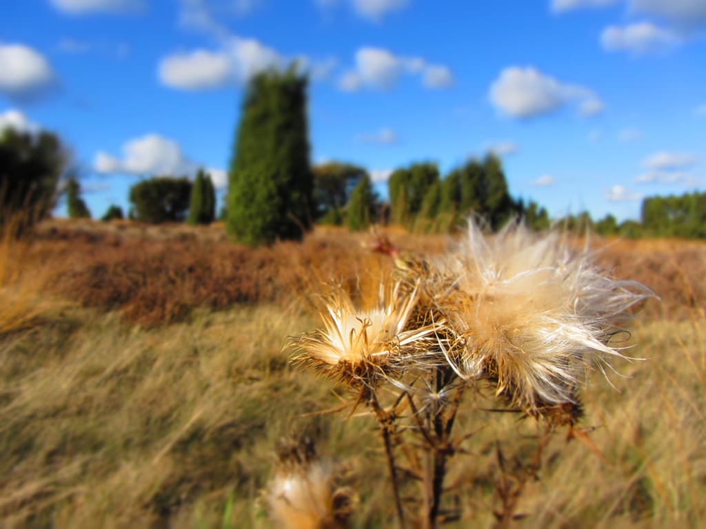 Heidschnuckenweg wandern im Herbst