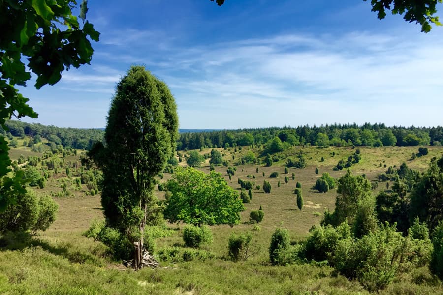 Der Totengrund ist ein Tal mit traumhafter Aussicht in die blühende Heidefläche und liegt im autofreien Naturschutzgebiet Lüneburger Heide bei Wilsede. Am besten zu erreichen über Undeloh mit der Kutsche, auf einer Wanderung oder mit dem Fahrrad.