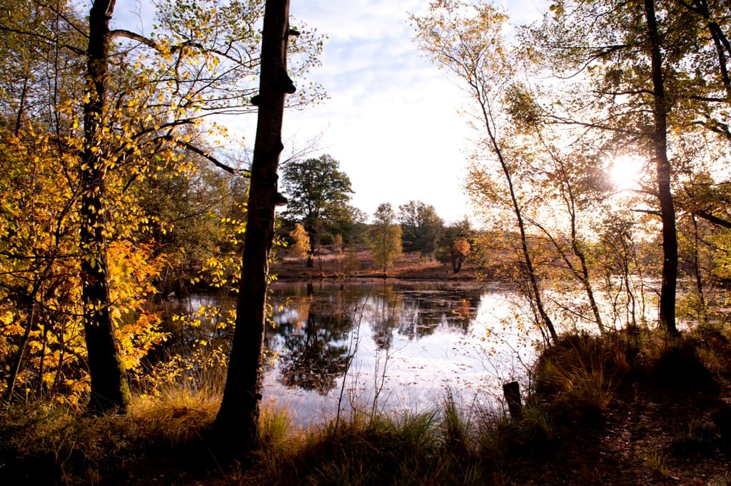 Pastorenteiche (Fischteiche) im Naturwunder Weseler Heide Undeloh