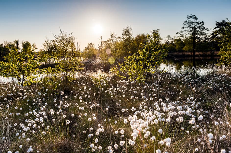 Wollgrasblüte am Pietzmoor Schneverdingen Bohlenstege Rundwanderweg Fernwanderweg
