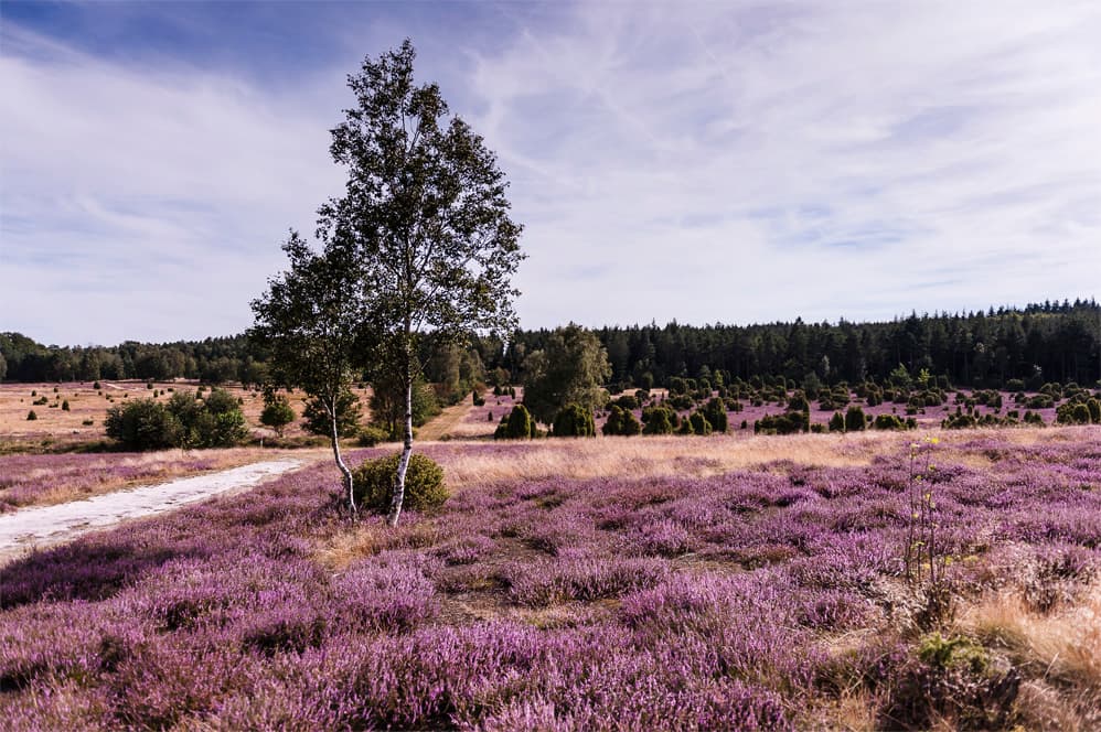 Misselhorner Heide bei Hermannsburg Heidschnuckenweg Wandern
