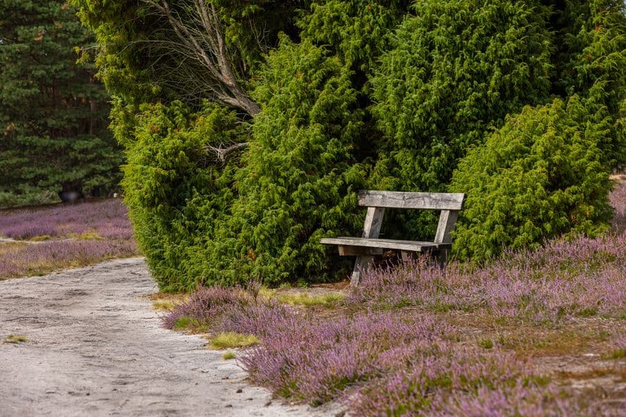 Misselhorner Heide Südheide Bank