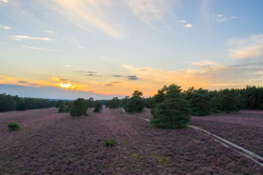 Misselhorner Heide Blüte 2020 Hermannsburg Südheide