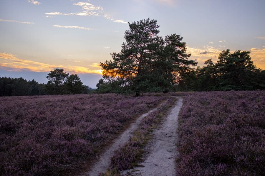 Misselhorner Heide Blüte 2020 Hermannsburg Südheide