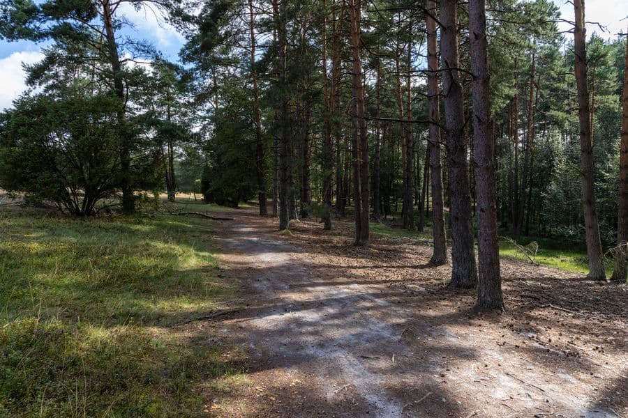 Misselhorner Heide Birkenwald Hermannsburg Südheide