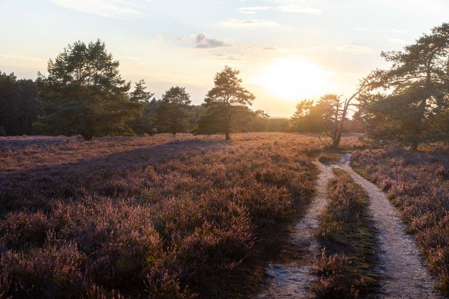 Misselhorner Heide Blüte 2020 Hermannsburg Südheide