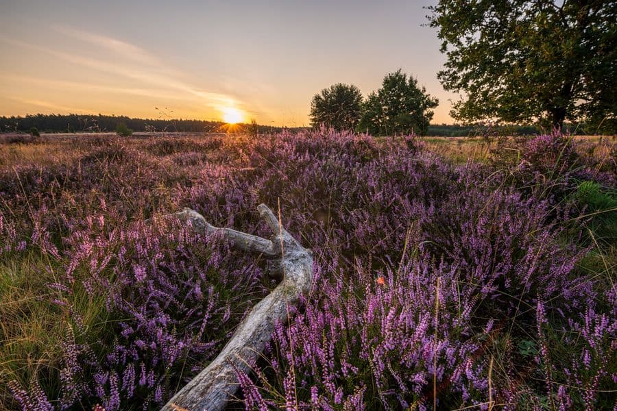 Sonnenuntergang Heideschleife Misselhorner Heide Hermannsburg SüdheideSunset Heideschleife Misselhorner Heide Hermannsburg SüdheideSolnedgang Heideschleife Misselhorner Heide Hermannsburg SüdheideZonsondergang Heideschleife Misselhorner Heide Hermannsburg Südheide
