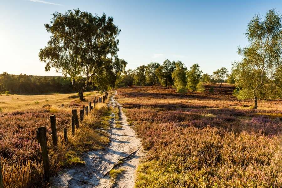 Fischbeker Heide Heideschleife RundwanderwegFischbeker Heide Heideschleife circular hiking trailFischbeker Heide Heideschleife cirkulær vandrestiFischbeker Heide Heideschleife rondwandeling