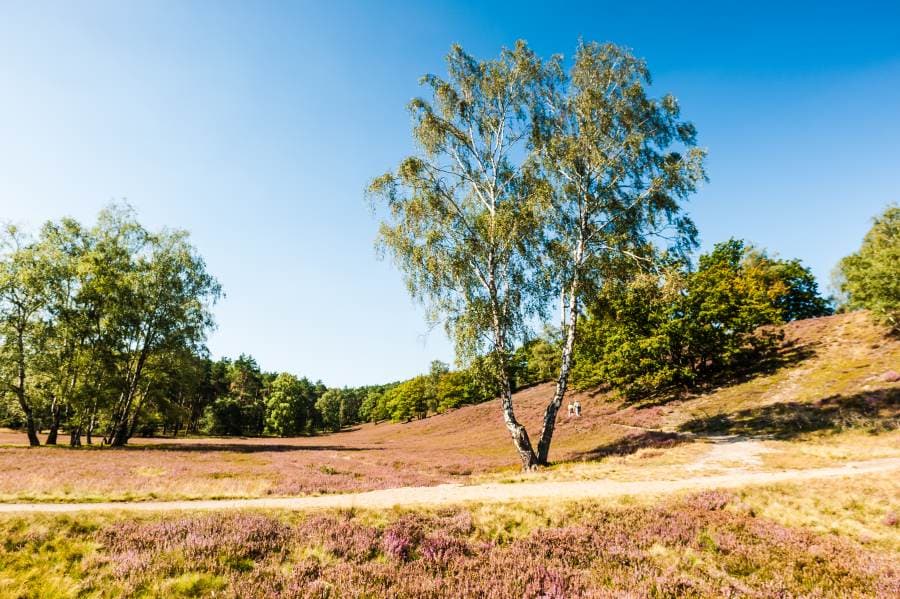 Fischbeker Heide Heideblüte Heideschleife Rundwanderweg