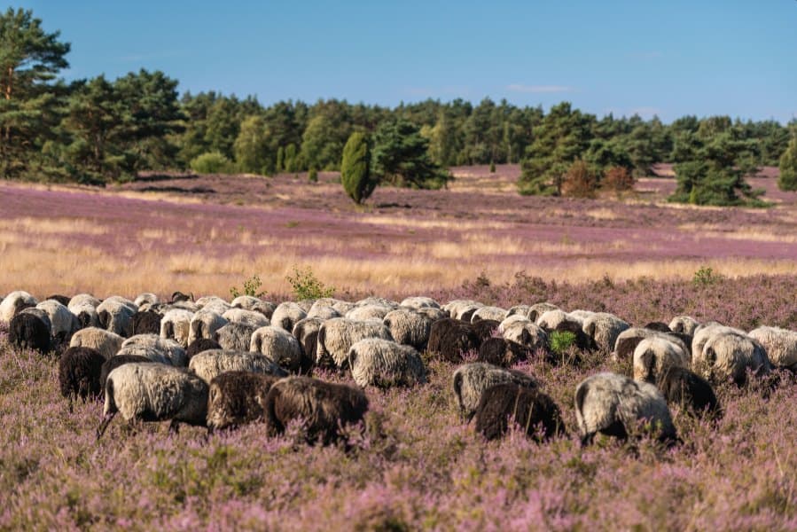 oft trifft man am nachmittag eine heidschnuckenherde im büsenbachtalyou often meet a herd of heidschnucken in the büsenbach valley in the afternoonman møder ofte en flok heidschnucken i büsenbach-dalen om eftermiddagenje komt 's middags vaak een kudde heidschnucken tegen in het dal van de büsenbach