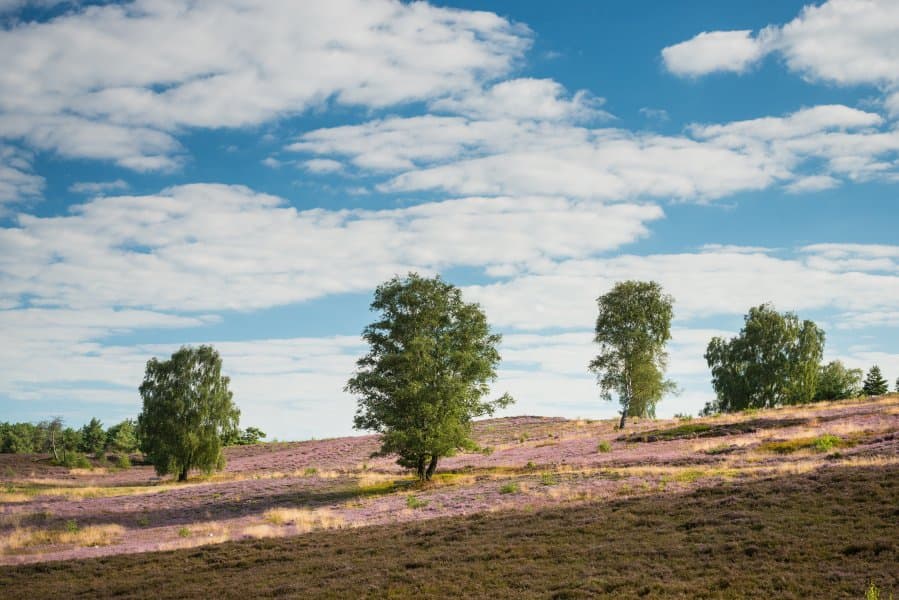 beim wandern hat man den blick auf den brunsbergwhile hiking you have a view of the brunsbergmens du vandrer, har du udsigt til brunsbergettijdens het wandelen heb je uitzicht op de brunsberg