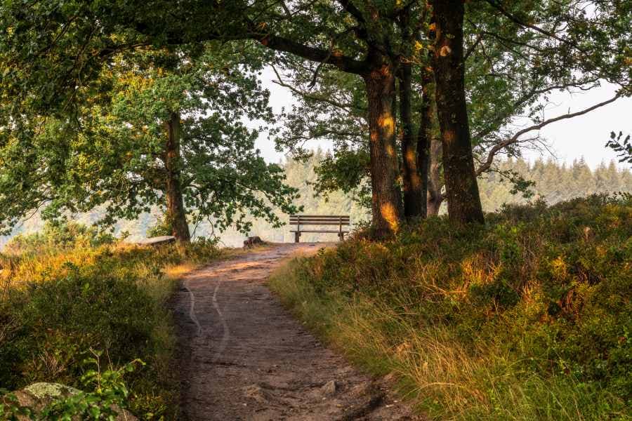 Blick in den Steingrund vom Aussichtspunkt mit Bank an der Heideschleife Wilseder BergView of the Steingrund from the vantage point with bench at the Wilseder Berg heath loopUdsigt over Steingrund fra udsigtspunktet med bænk ved Wilseder Berg hedesløjfeUitzicht op de Steingrund vanaf het uitkijkpunt met bankje bij de Wilseder Berg heideloop