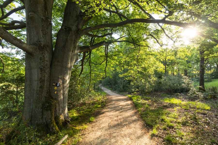 Wanderweg Heideschleife Haverbeeke NiederhaverbeckHiking trail Heideschleife Haverbeeke NiederhaverbeckVandresti Heideschleife Haverbeeke NiederhaverbeckWandelroute Heideschleife Haverbeeke Niederhaverbeck