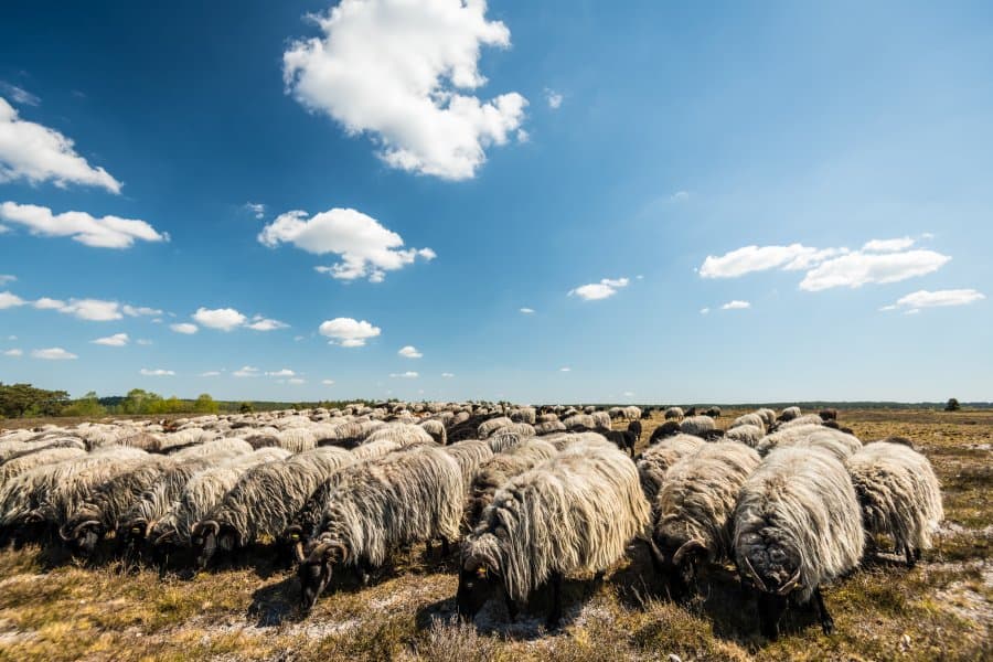 Am Hotel Hof Tütsberg kann man Heidschnucken sehen und auf der Heideschleife wandernAt Hotel Hof Tütsberg you can see Heidschnucken sheep and hike on the Heideschleife trailPå Hotel Hof Tütsberg kan du se Heidschnucken-får og vandre på Heideschleife-stien.Bij Hotel Hof Tütsberg kun je Heidschnucken schapen zien en wandelen op het Heideschleife pad.